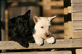 SCOTTISH TERRIER 181